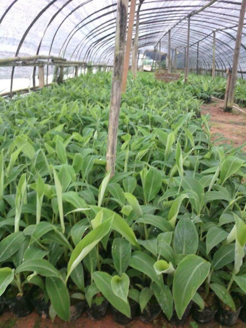 红香蕉苗B6矮化蕉皇帝蕉桂蕉中蕉9号香蕉王南北方种植包邮
