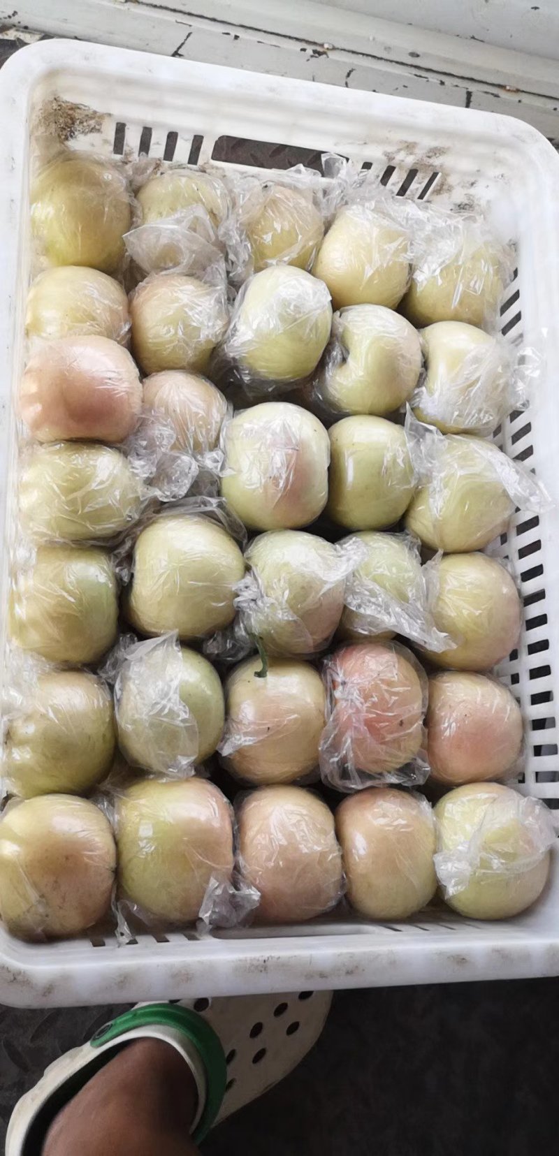 早熟富士75以上不封顶