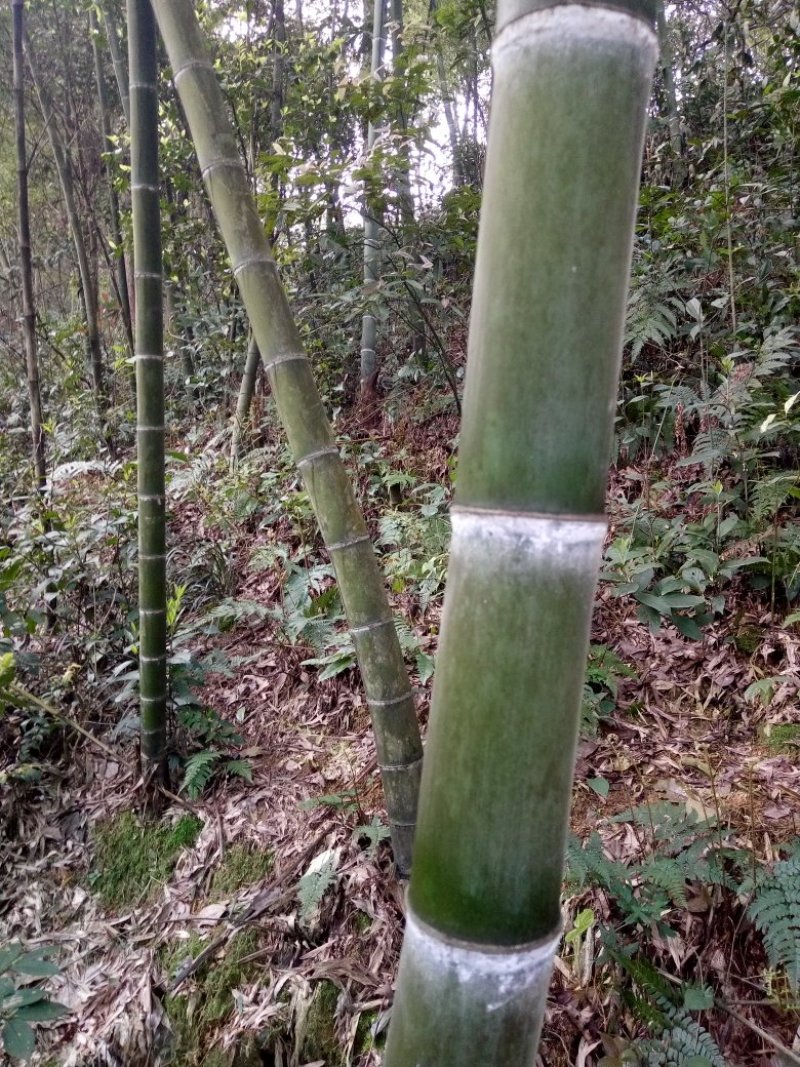 水煮笋干淡笋干用于酒店夜宵餐厅。味道鲜美。
