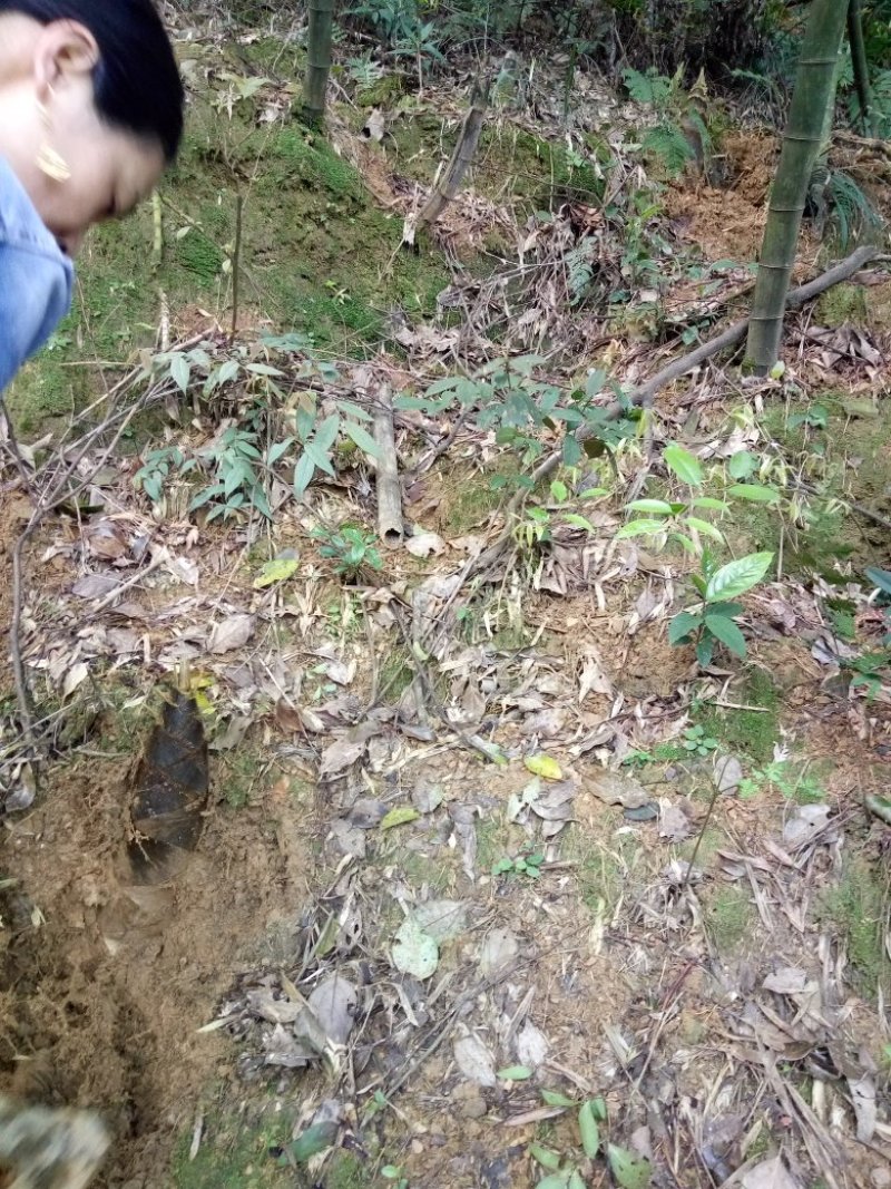 水煮笋干淡笋干用于酒店夜宵餐厅。味道鲜美。