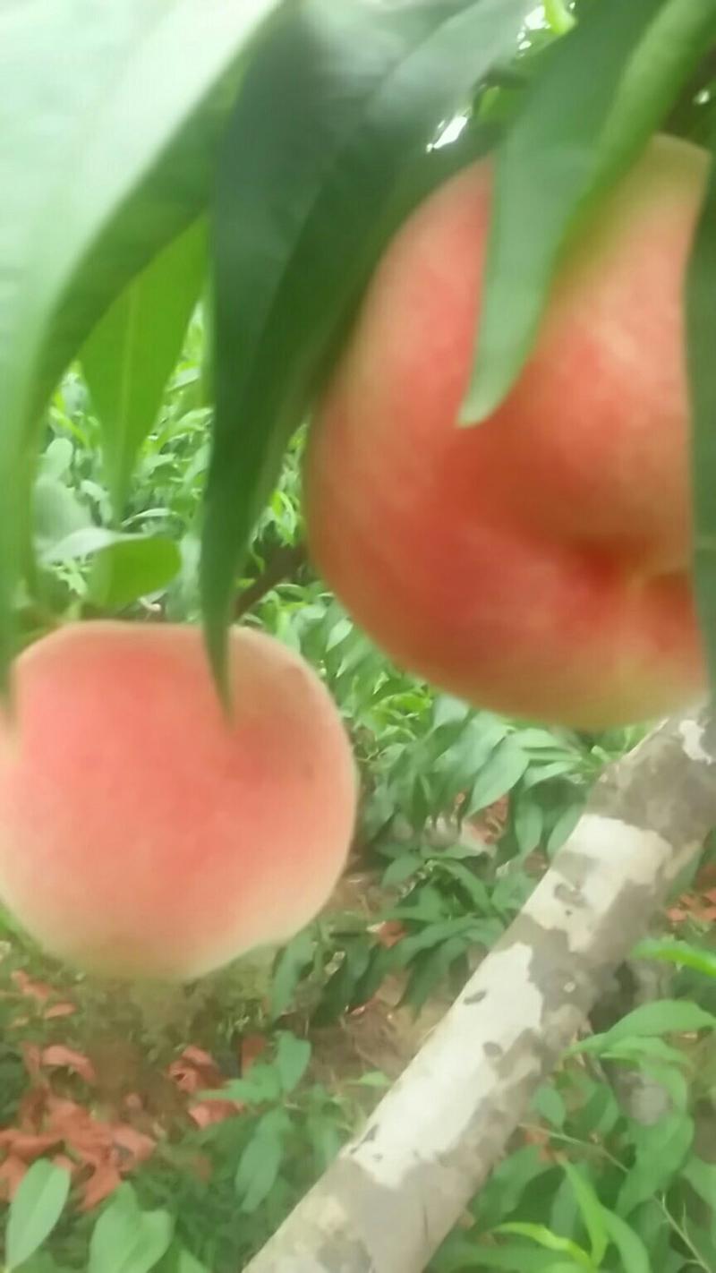 丹东市宽甸县长甸镇燕红桃，可视频看货，现场发货