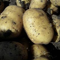 尤金885土豆，种暑5号，226