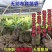 育苗袋无纺布轻基质容器杯营养袋种植袋营养杯