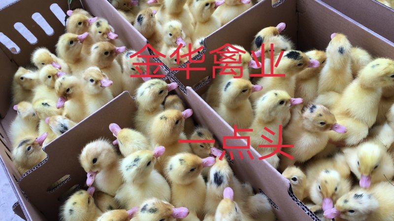 骡鸭苗