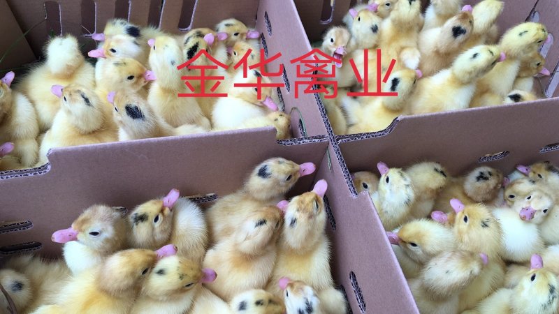 骡鸭苗
