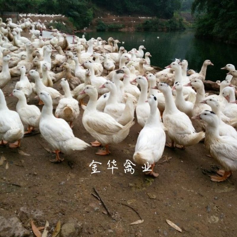 骡鸭苗
