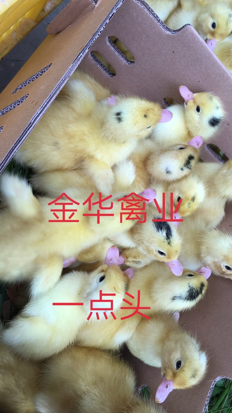 骡鸭苗