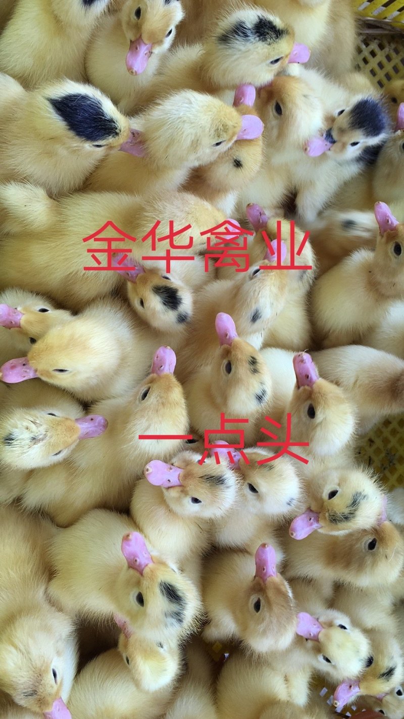骡鸭苗