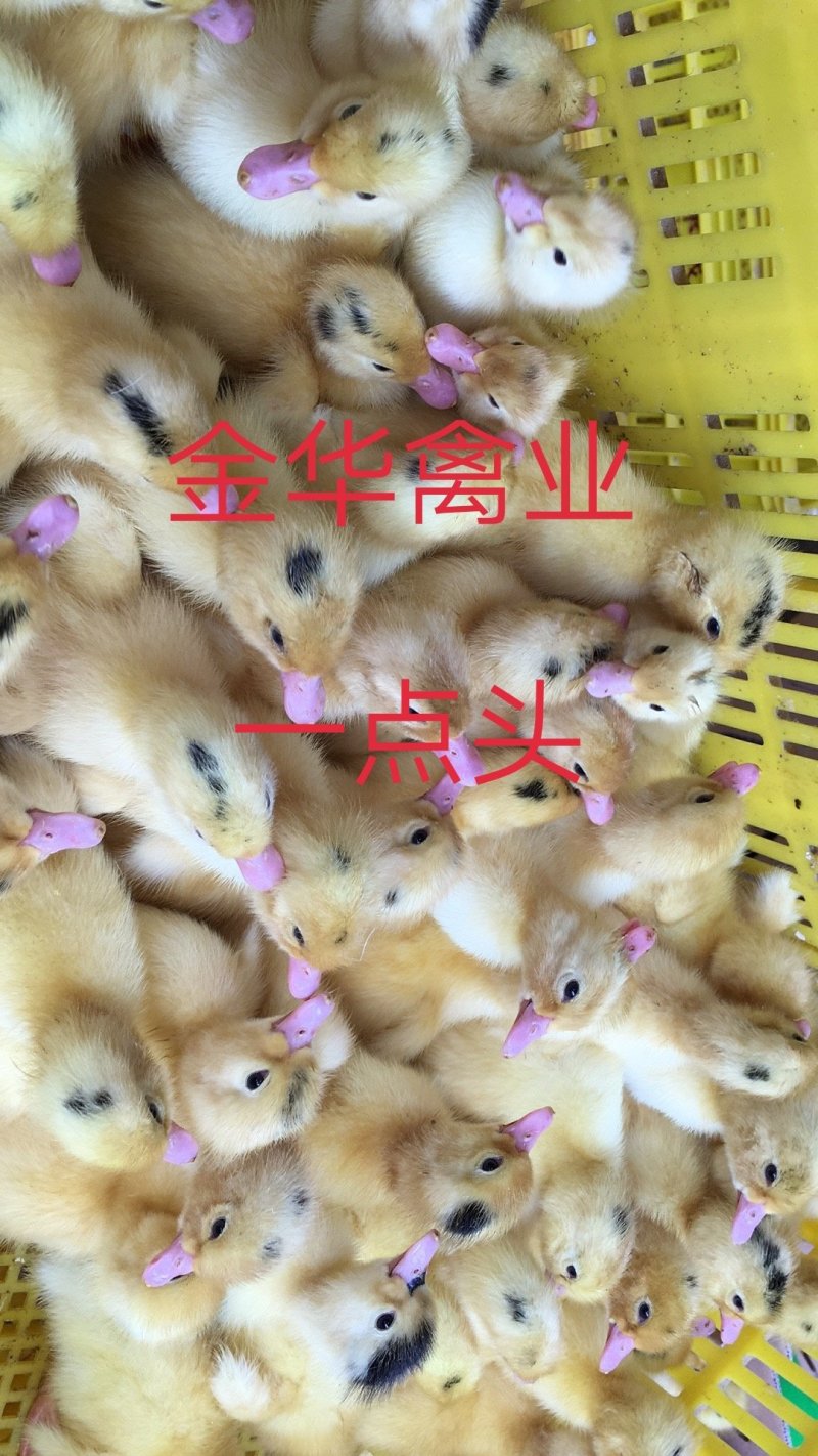 骡鸭苗