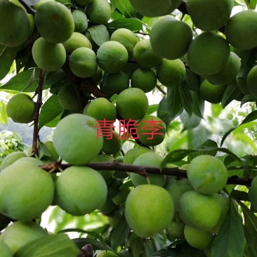 茂县青脆李子苗脱骨脆甜化