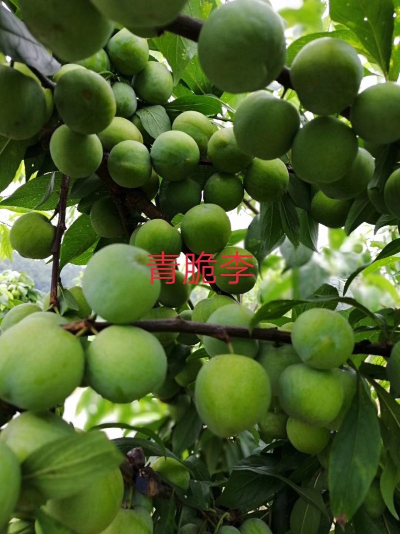 茂县青脆李子苗脱骨脆甜化