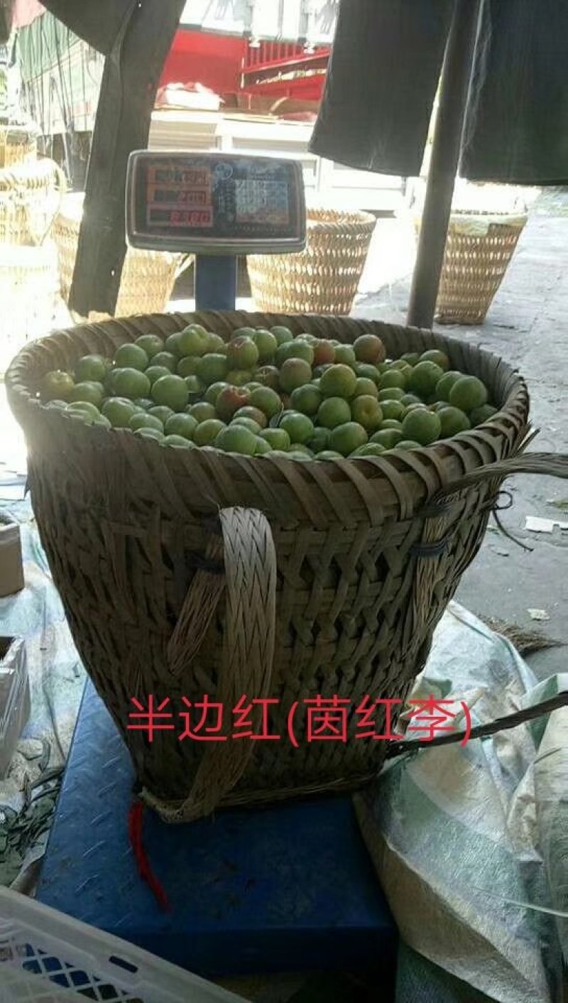 庄氏鑫兴苗木半边红(茵红)李子苗