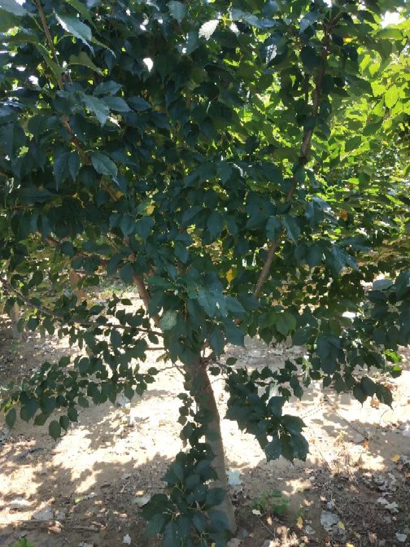 樱花