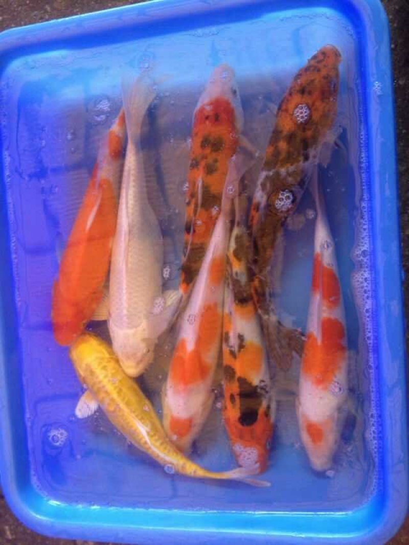 锦鲤鱼苗日本锦鲤绍和大正三色量大价优