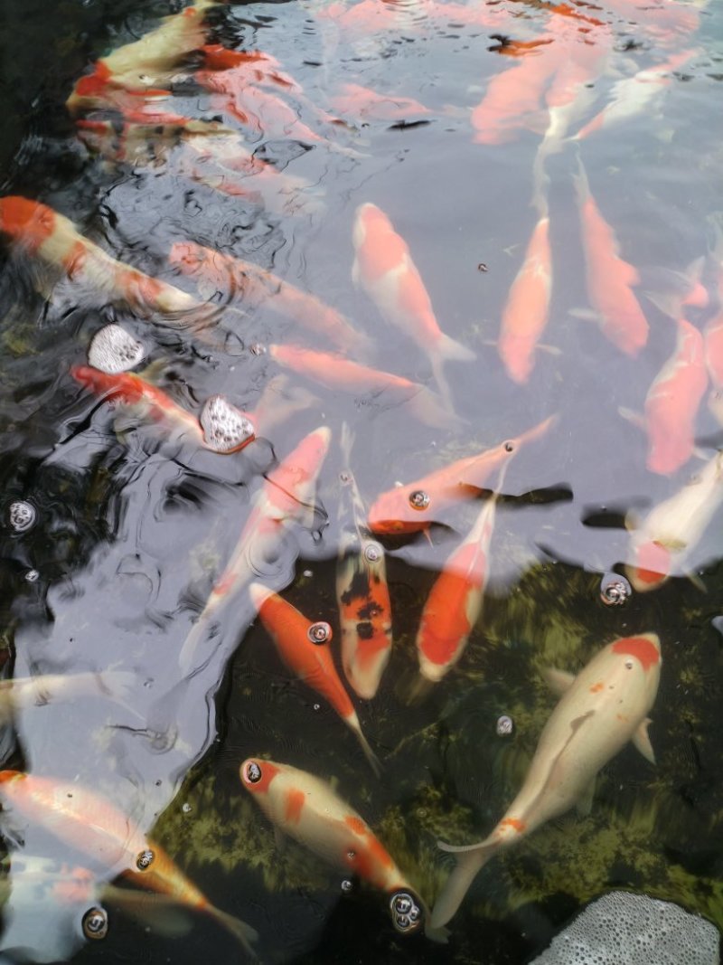 锦鲤鱼苗日本锦鲤绍和大正三色量大价优