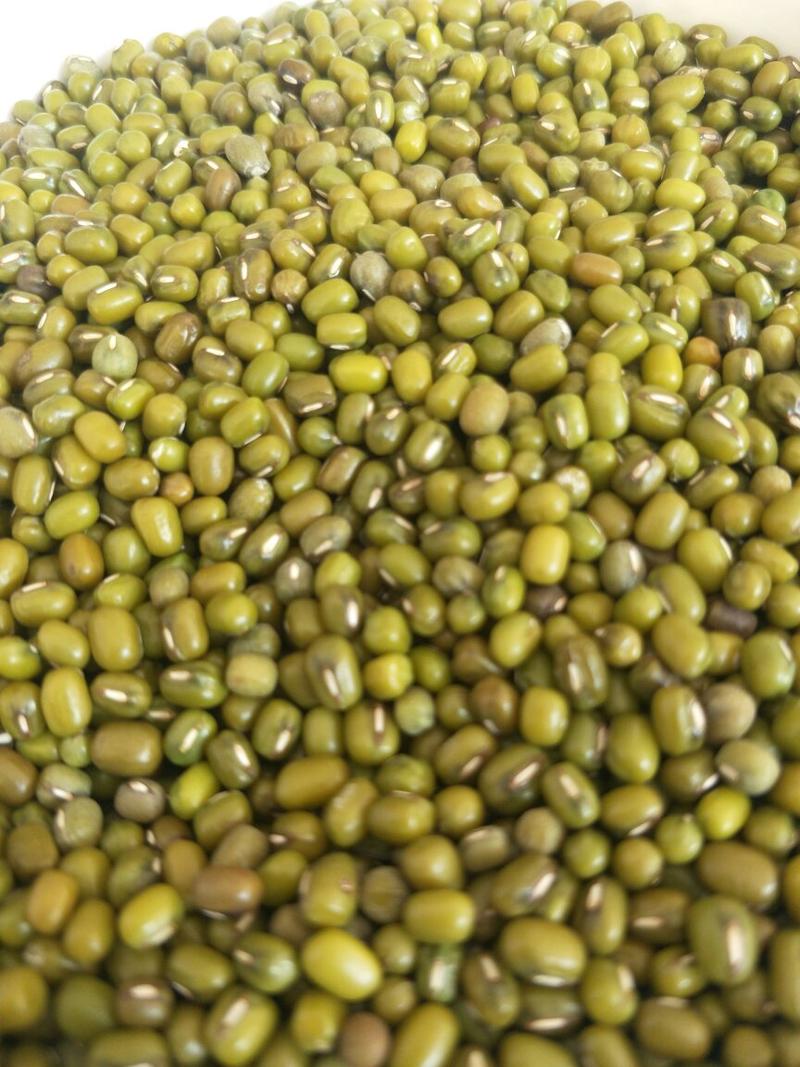绿豆，中小颗粒大小，饱满度高，欢迎大量采购