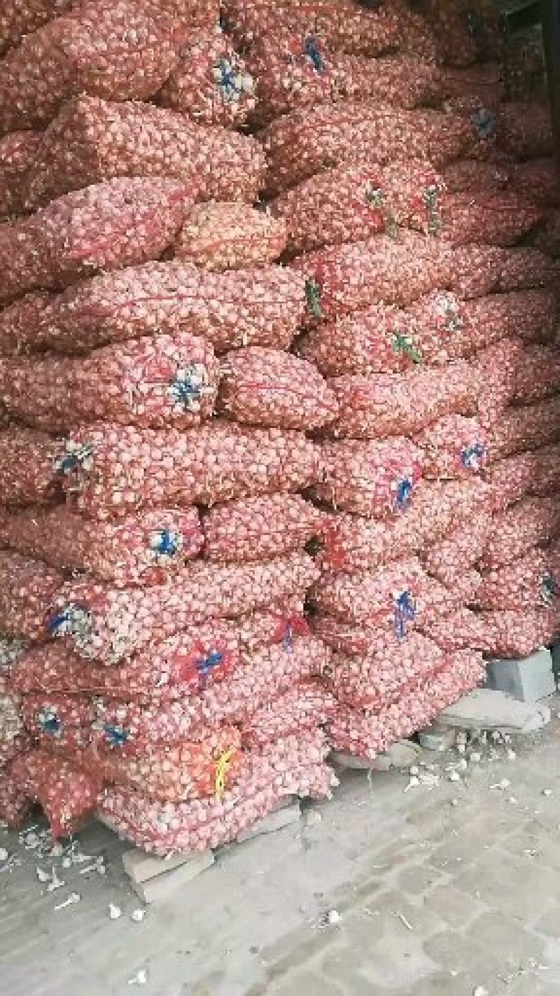 山东单县苔蒜(川蒜)瓣一车发走