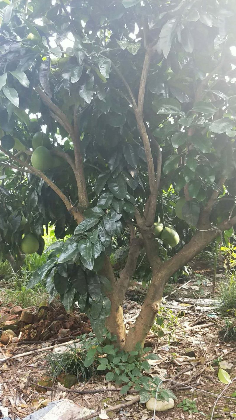 柚子苗
