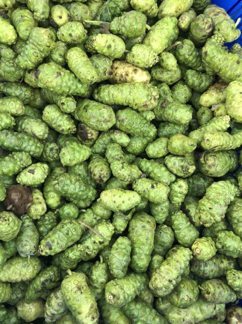 诺尼果整柜发货，一柜15吨左右