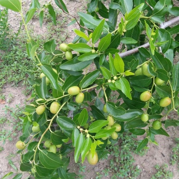 金丝枣