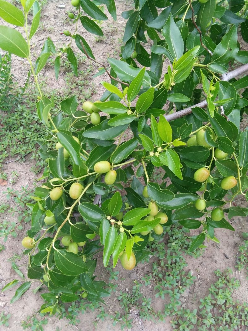 金丝枣