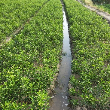 种苗香橼大量供应(30公分一60公分)产地发货量多价优