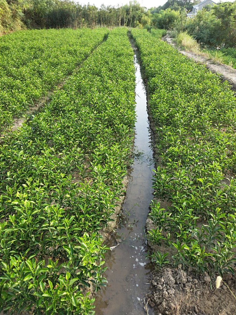 种苗香橼大量供应(30公分一60公分)产地发货量多价优