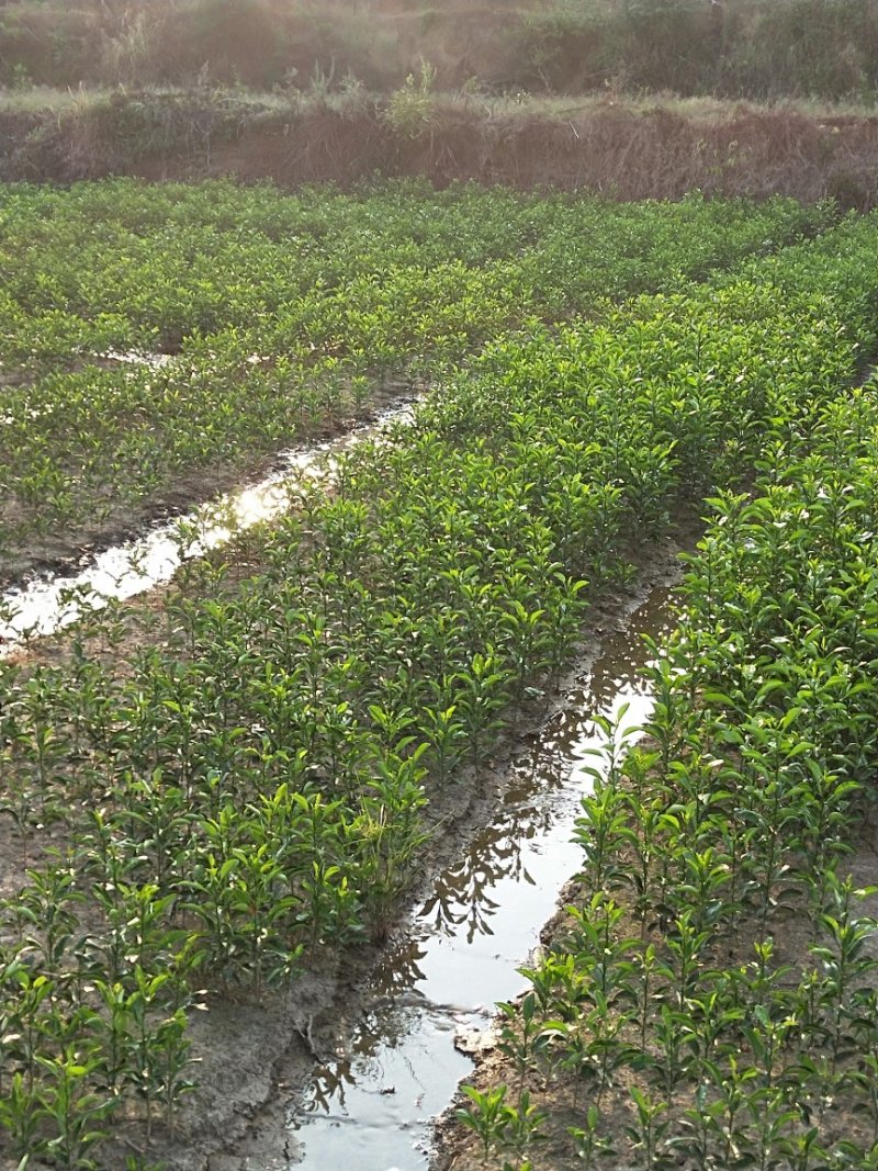 种苗香橼大量供应(30公分一60公分)产地发货量多价优