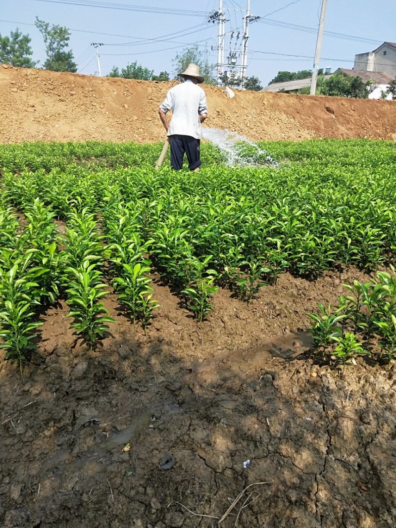 种苗香橼大量供应(30公分一60公分)产地发货量多价优