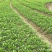 种苗香橼大量供应(30公分一60公分)产地发货量多价优