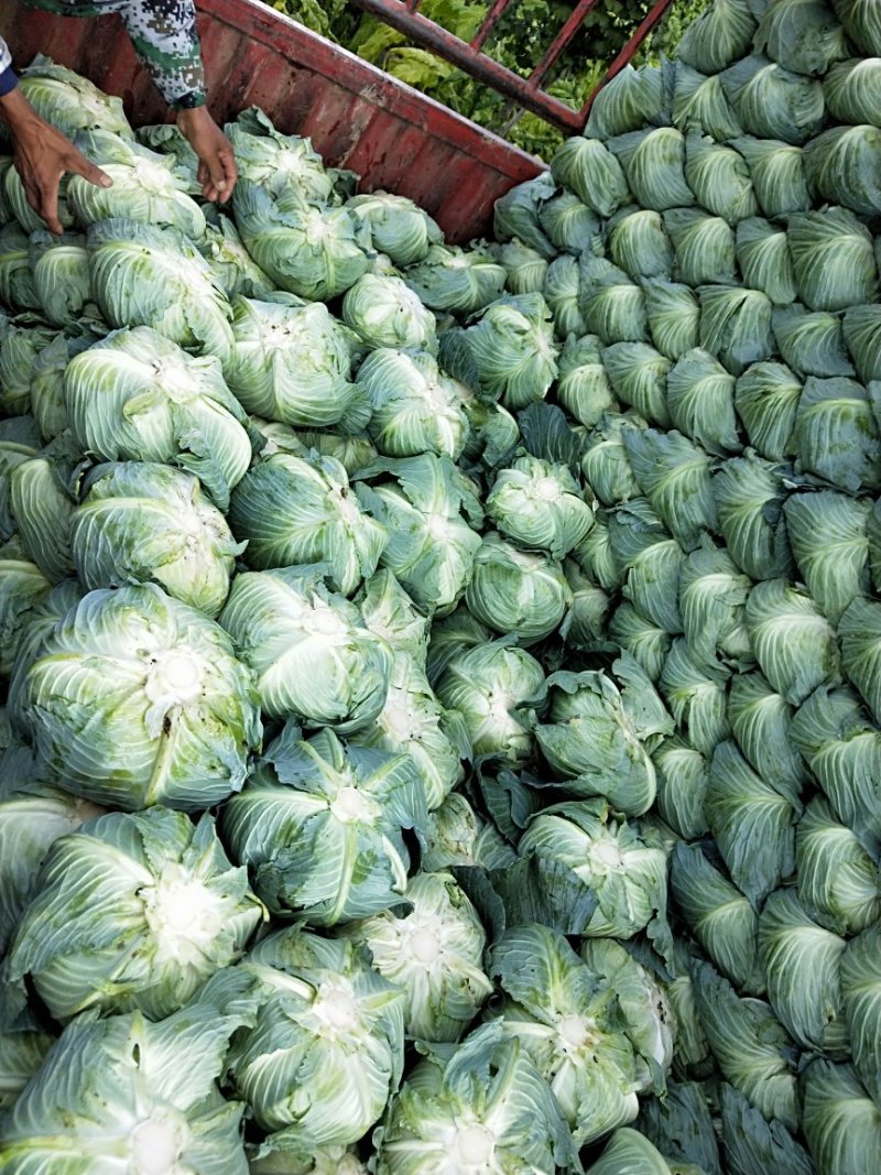 甘蓝扁包菜