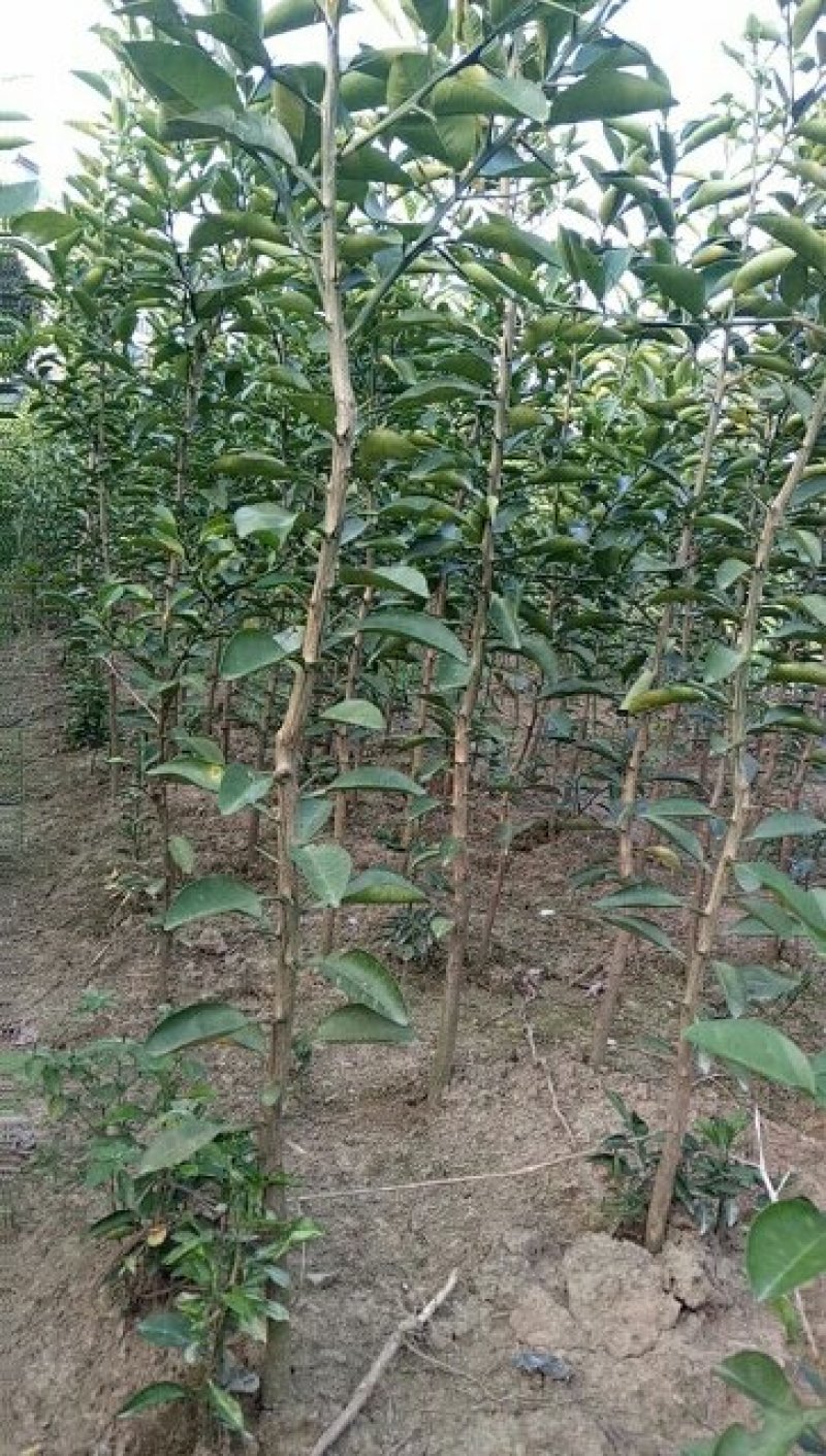 香泡苗种苗香橼大量供应(地径2公分以上)基地发货协助找车