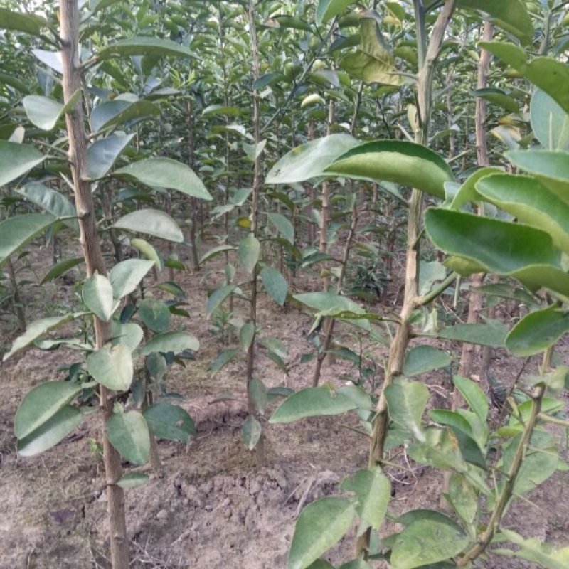 香泡苗种苗香橼大量供应(地径2公分以上)基地发货协助找车