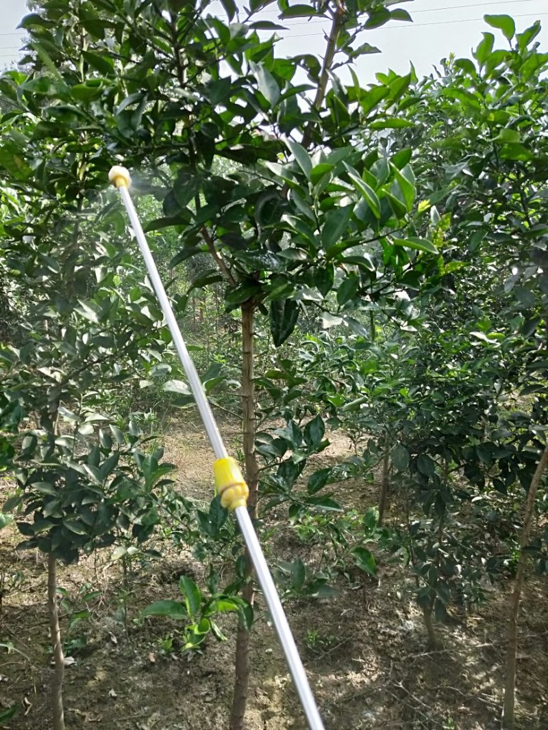 香泡苗种苗香橼大量供应(地径2公分以上)基地发货协助找车