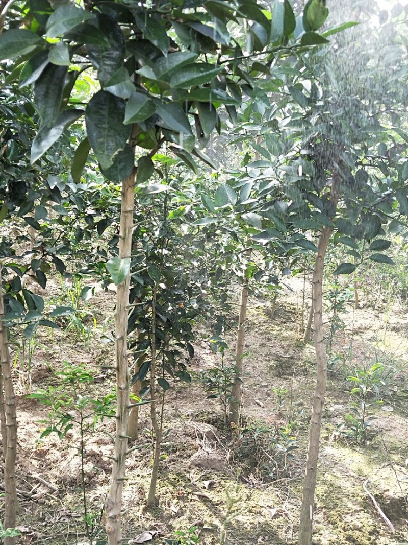 香泡苗种苗香橼大量供应(地径2公分以上)基地发货协助找车