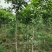 香泡苗种苗香橼大量供应(地径2公分以上)基地发货协助找车