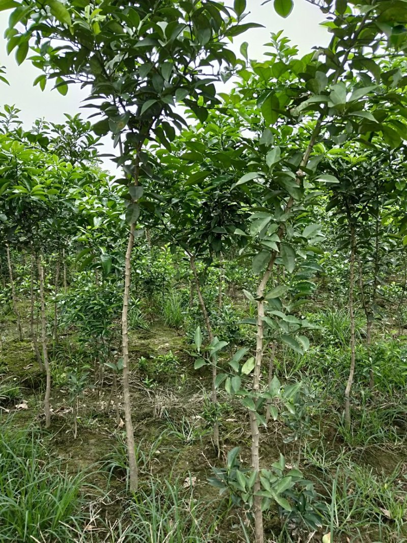 香泡苗种苗香橼大量供应(地径2公分以上)基地发货协助找车
