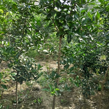 香泡苗种苗香橼大量供应(地径2公分以上)基地发货协助找车