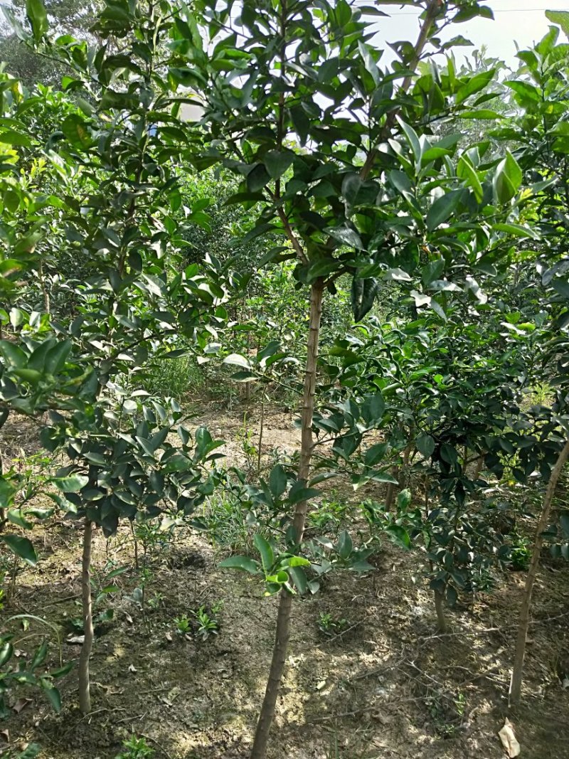 香泡苗种苗香橼大量供应(地径2公分以上)基地发货协助找车