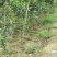 香泡苗种苗香橼大量供应(地径2公分以上)基地发货协助找车