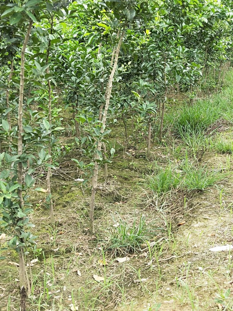 香泡苗种苗香橼大量供应(地径2公分以上)基地发货协助找车