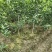 香泡苗种苗香橼大量供应(地径2公分以上)基地发货协助找车
