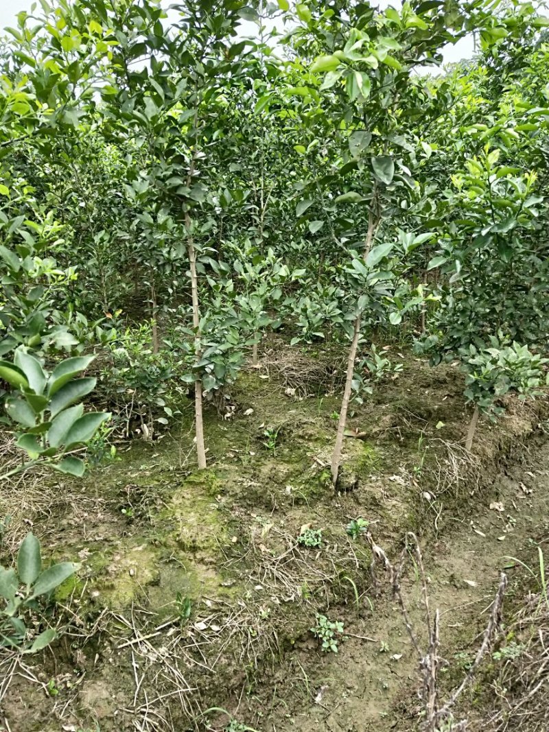 香泡苗种苗香橼大量供应(地径2公分以上)基地发货协助找车
