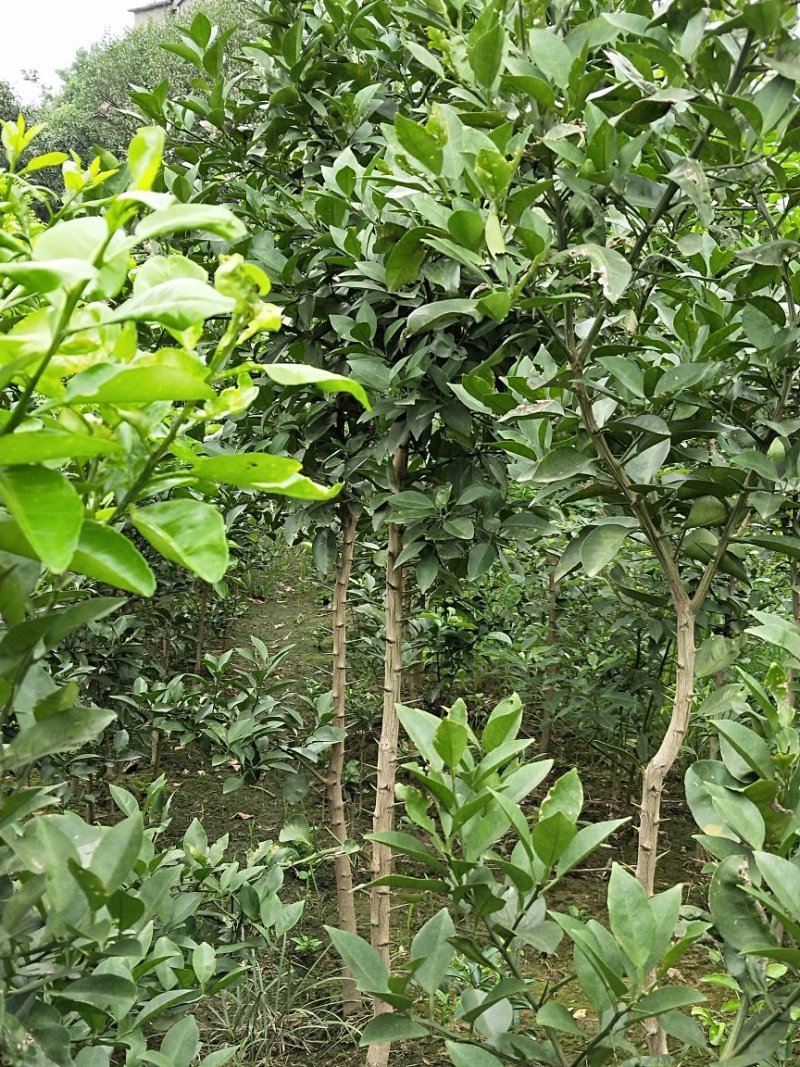 香泡苗种苗香橼大量供应(地径2公分以上)基地发货协助找车