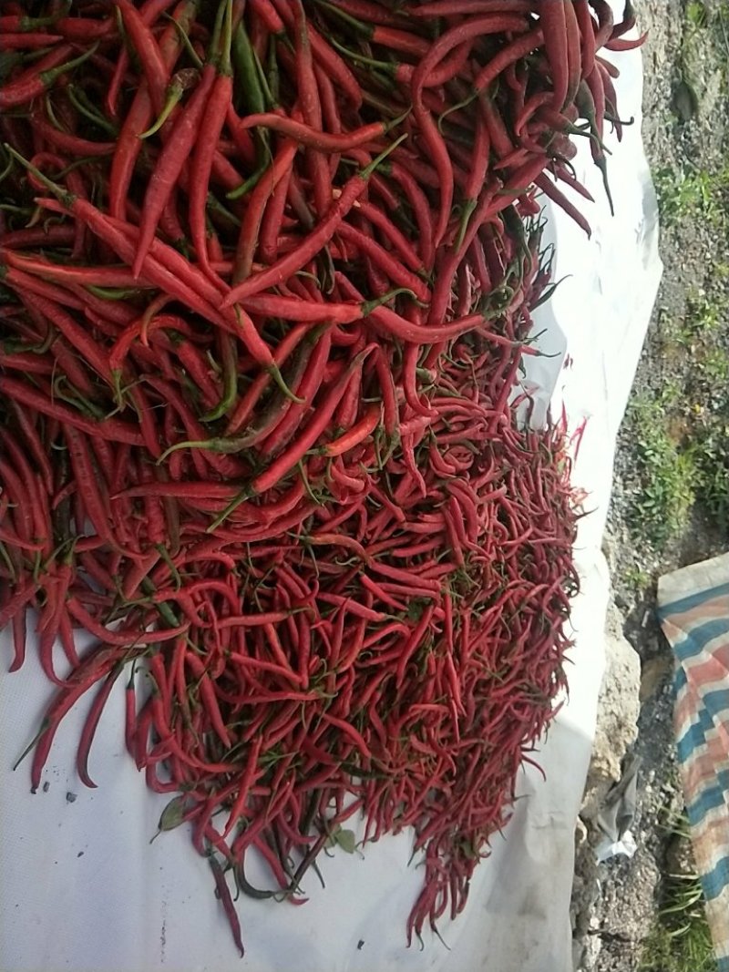 线椒