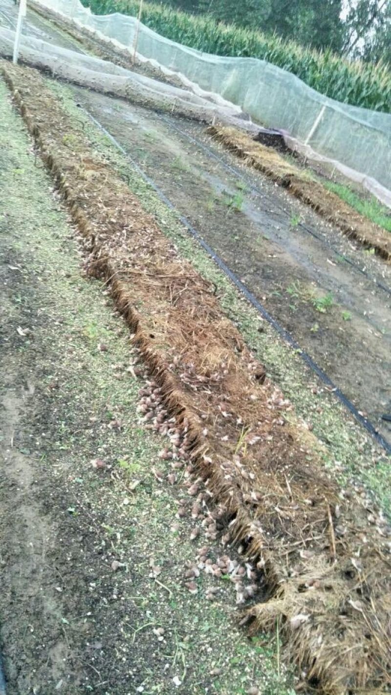白玉蜗牛