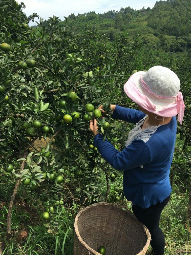 特早蜜桔
