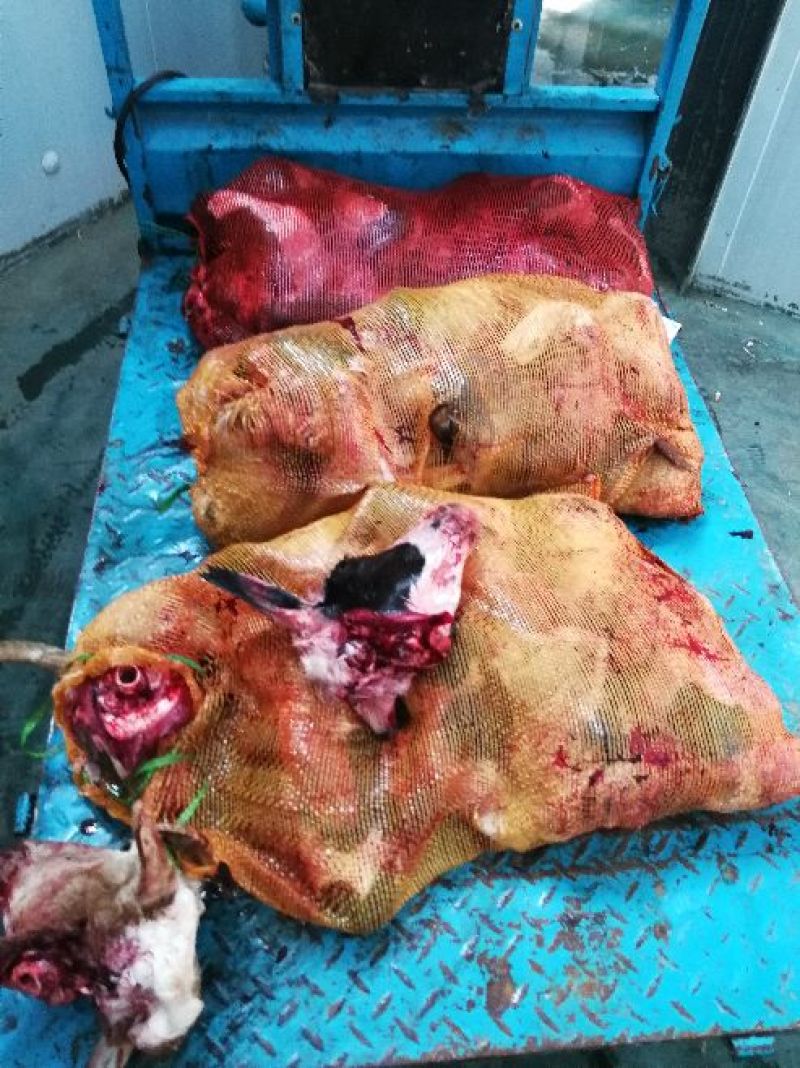 羊后腿绵羊肉是