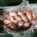 羊后腿绵羊肉是