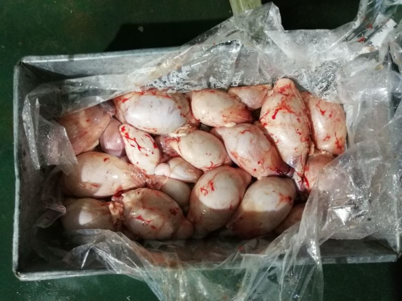 羊后腿绵羊肉是